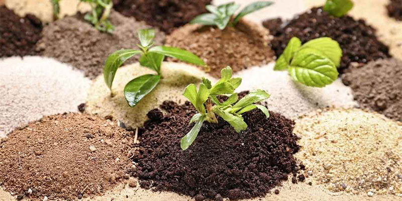 راهنمای کامل انتخاب انواع کود کشاورزی