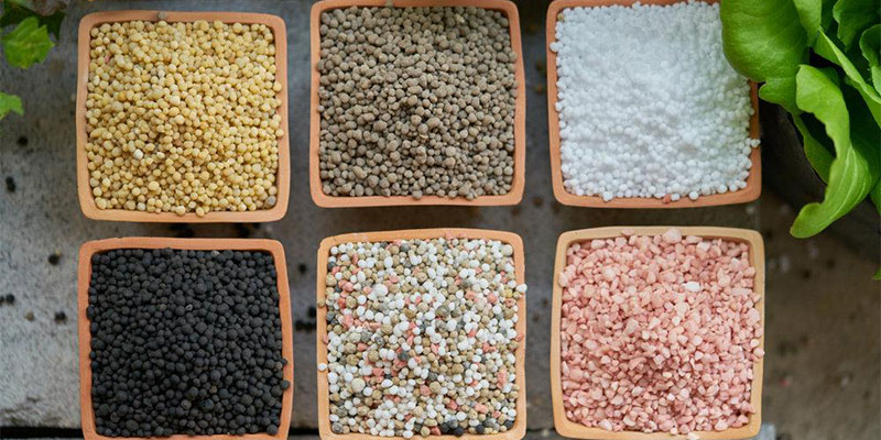 چگونه کود مناسب باعث افزایش کیفیت محصول می شود؟