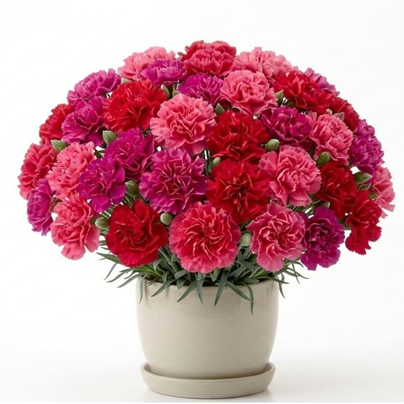Dianthus caryophyllus