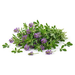 برنامه کوددهی یونجه