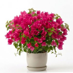 برنامه کوددهی گل کاغذی