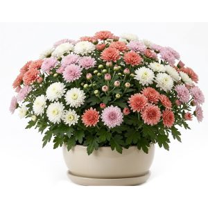 برنامه کوددهی گل داوودی