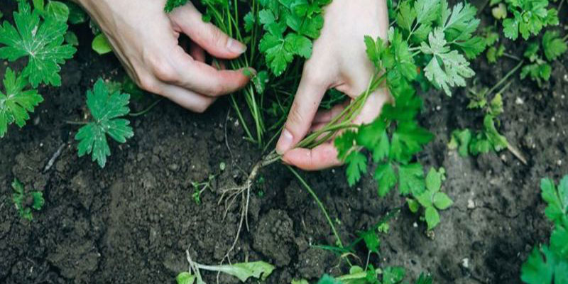 اشتباهات رایج برای تغذیه‌ گیاه در فروردین ماه