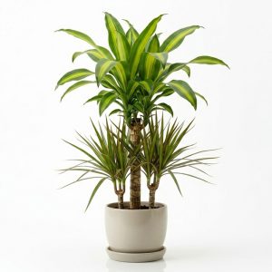 برنامه کوددهی دراسنا