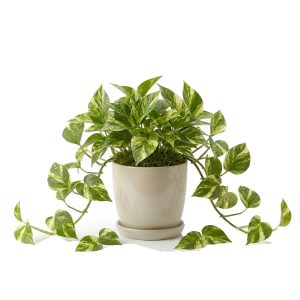 برنامه کوددهی پتوس