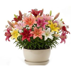 برنامه کوددهی گل لیلیوم
