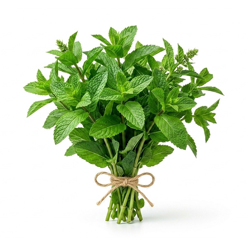 Mentha spicata