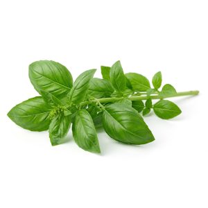 برنامه کوددهی ریحان