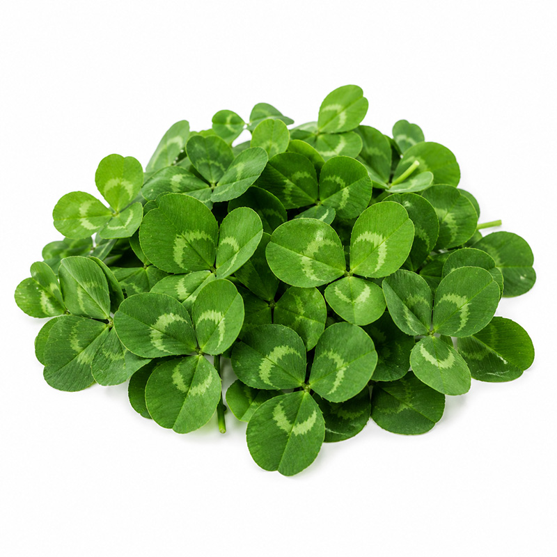 Trifolium spp
