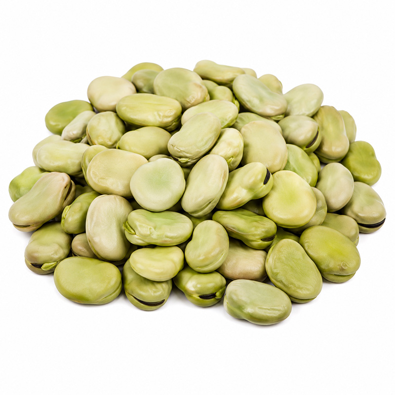 Vicia faba