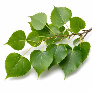 برنامه کوددهی صنوبر