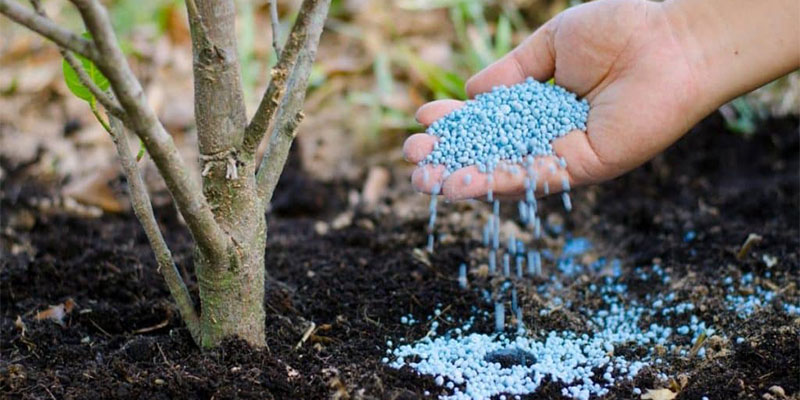 چالکود چیست؟ آموزش گام‌ به ‌گام چالکود زدن درختان میوه