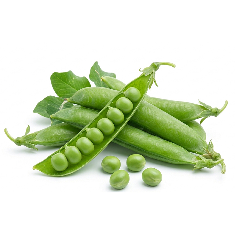 Pisum sativum