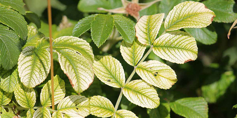 کلات آهن چیست؟ راهنمای انتخاب و مصرف برای رفع زردی برگ‌ها
