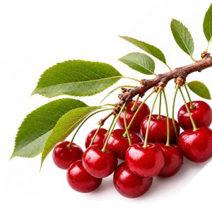 برنامه کوددهی آلبالو
