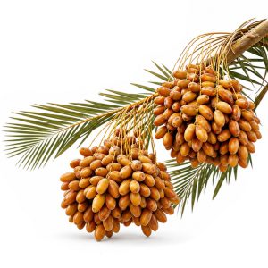 برنامه کوددهی خرما