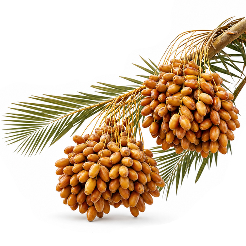 fertilization_date_palm ekadmall