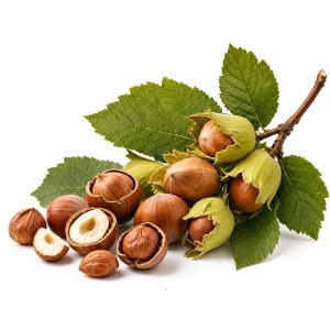 برنامه کوددهی فندق