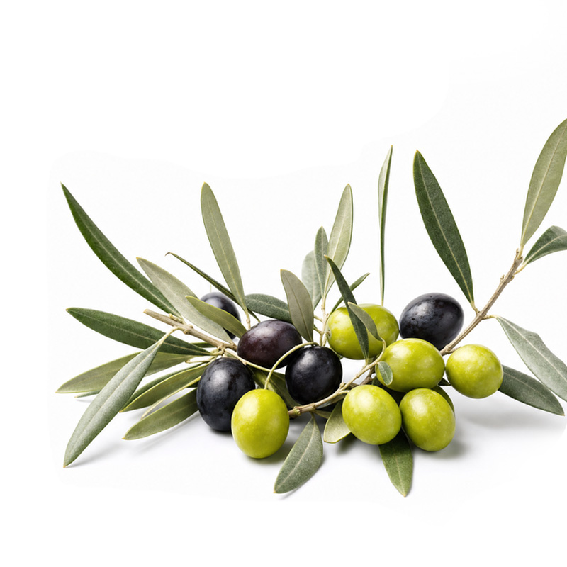 fertilization_olive ekadmall