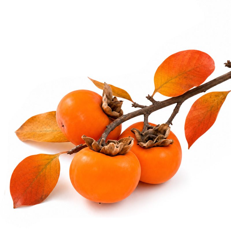 fertilization_persimmon ekadmall