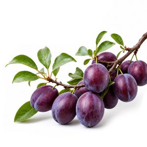 برنامه کوددهی آلو