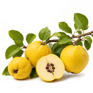 برنامه کوددهی به
