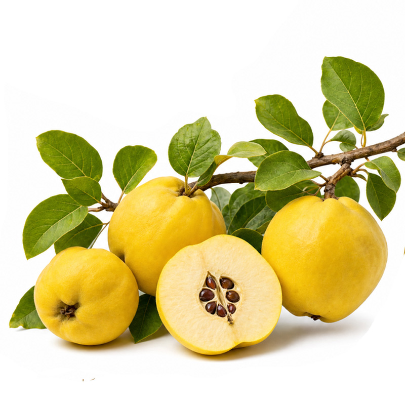 fertilization_quince ekadmall